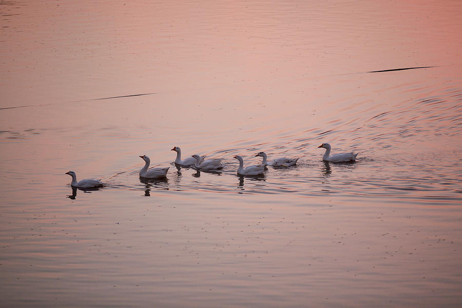 Goose Digital Art - Geese Swimming On Pushkar Lake At Dusk, Rajasthan, India by Michael Truelove