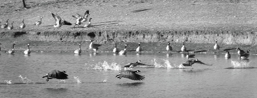 Geese Taking Off - Duck Pond, Plainview, Texas Photograph by Richard Porter