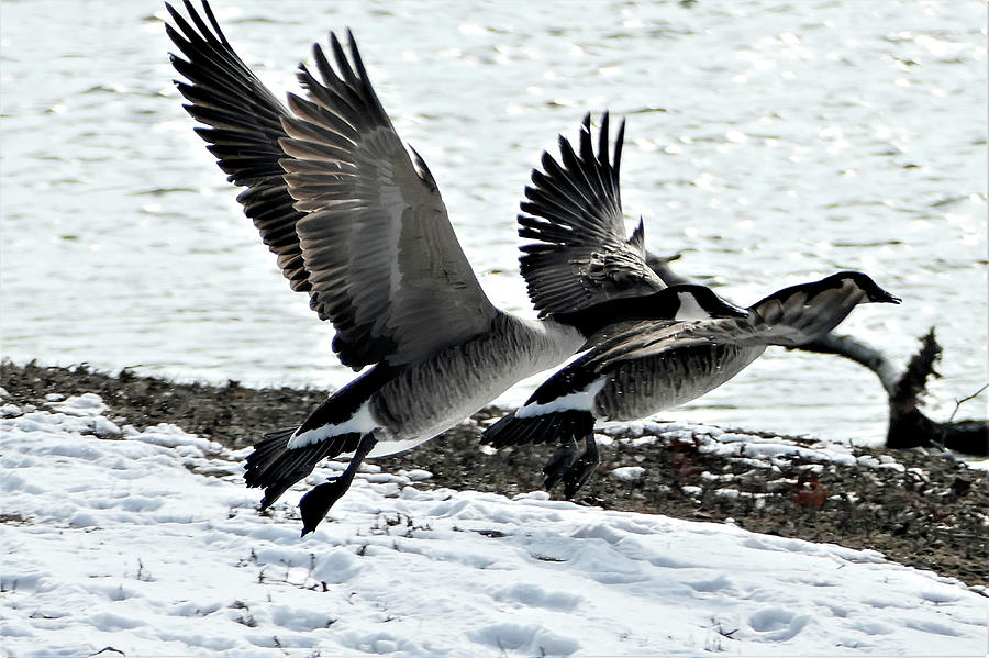 Geese Taking off in Flight Photograph by Sandra Js