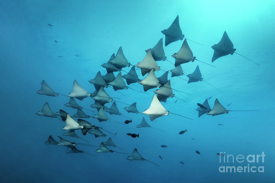 44 Spotted Eagle Rays Photograph by Norbert Probst