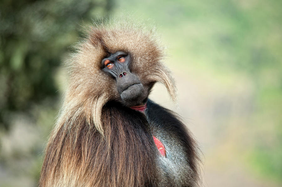 Gelada Baboon In The Simien Mountains Photograph by Guenterguni