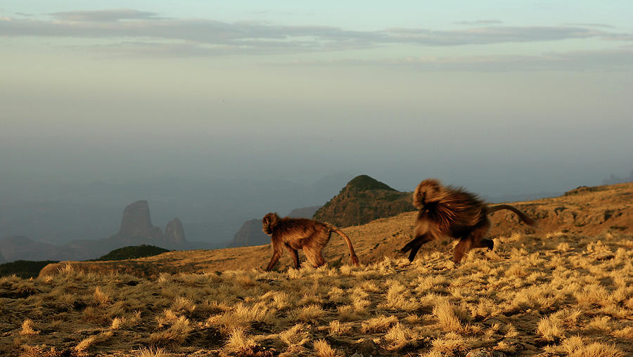 Gelada Baboons In Simien Mountains Photograph by Nate Miller