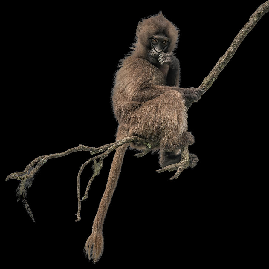 Monkey Photograph - Gelada Monkey by Luigi Ruoppolo