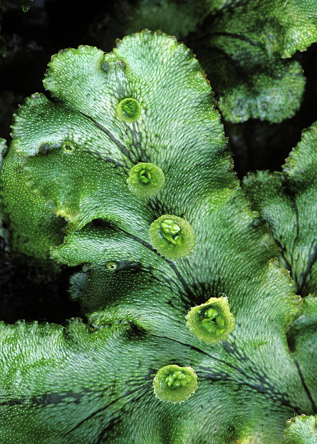 gemmae-cups-liverwort-marchantia-by-ed-reschke