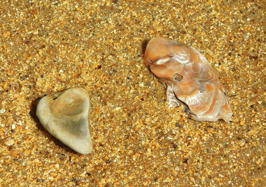 Shell Photograph - Gems On The Beach by Emmy Marie Vickers