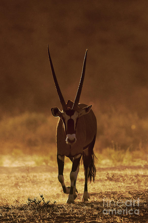 Gemsbok Photograph by Dr P. Marazzi/science Photo Library
