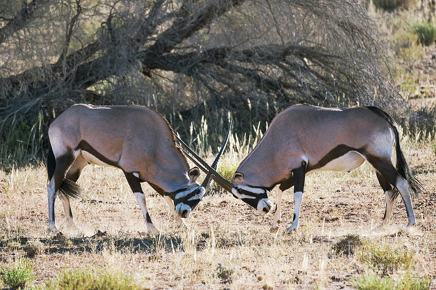 Gemsbok Locking Horns Photograph By Dr P Marazziscience Photo Library