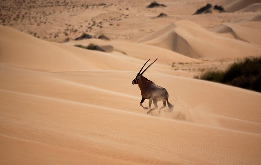 Gemsbok, Namib Desert, Namibia Photograph by Mint Images/ Art Wolfe