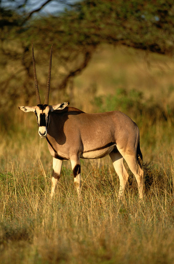 Gemsbok Oryx Gazella In Grass, Samburu Photograph by Art Wolfe