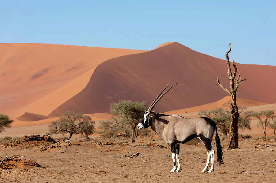 Gemsbok, Oryx gazella on dune, Namibia Wildlife Photograph by Artush ...