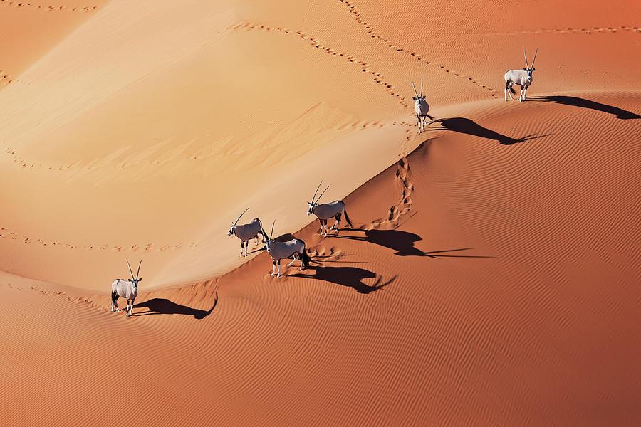 Gemsboks Oryx Gazella In Typical Desert Photograph by Martin Harvey