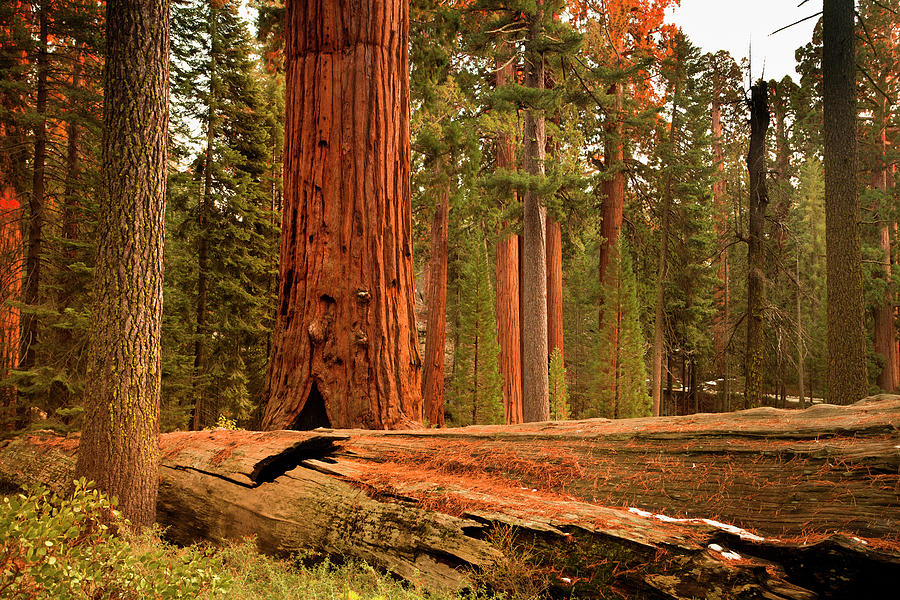 General Grant Grove Trees Photograph by Pgiam
