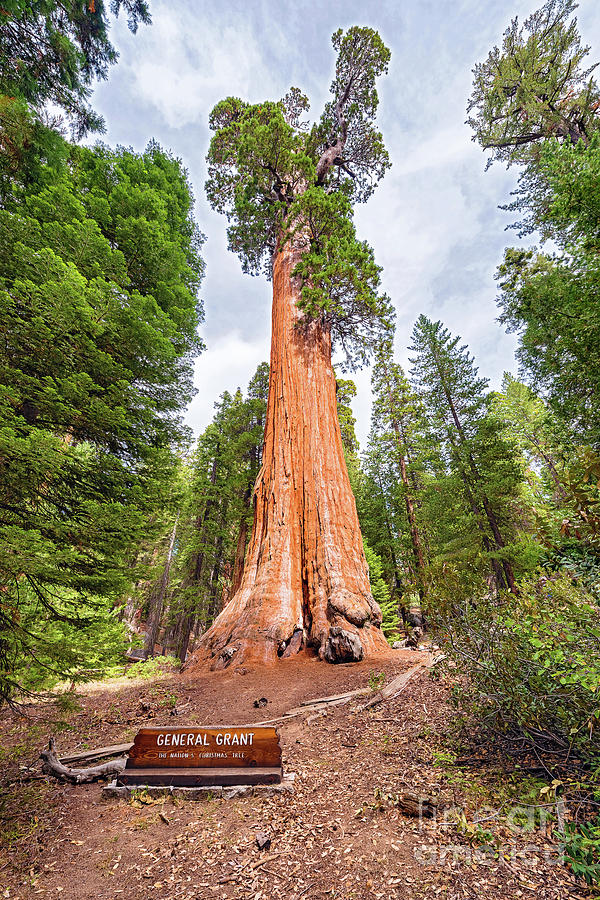 general-grant-sequoia-tree-kings-canyon-national-park-photograph-by