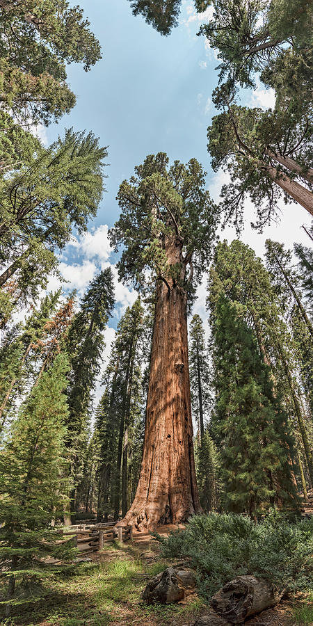 General Sherman Is A Giant Sequoia Photograph by Panoramic Images