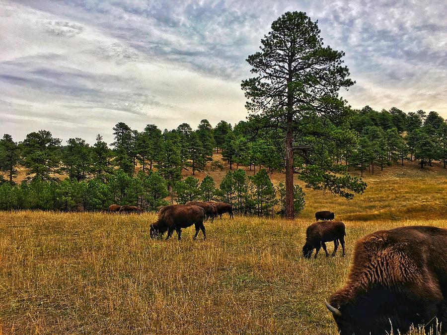 Genesee Bison Herd Photograph by Dan Miller