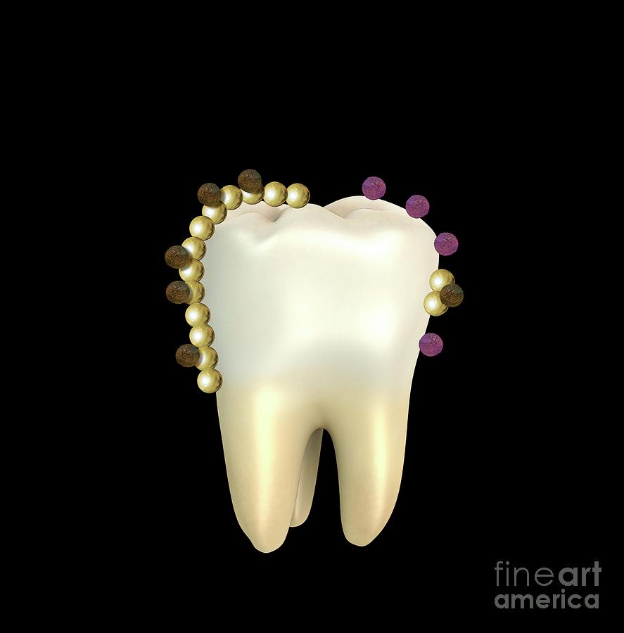 Abnormal Photograph - Genetic Modification Of Dental Bacteria by Mikkel Juul Jensen / Science Photo Library