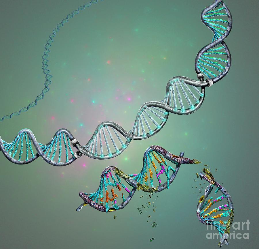 Genetic Repair Photograph by Keith Chambers/science Photo Library ...