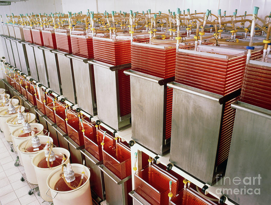 Genetically Engineered Cell Culture Tanks Photograph by Maximilian Stock Ltd/science Photo Library