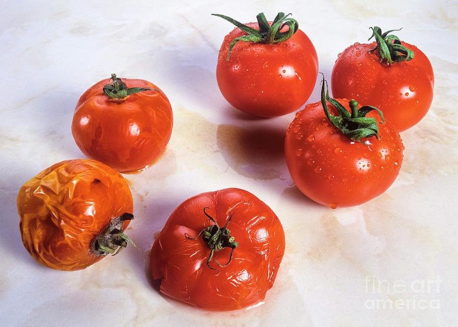 Genetically Engineered Tomatoes Photograph by Martyn F. Chillmaid/science Photo Library