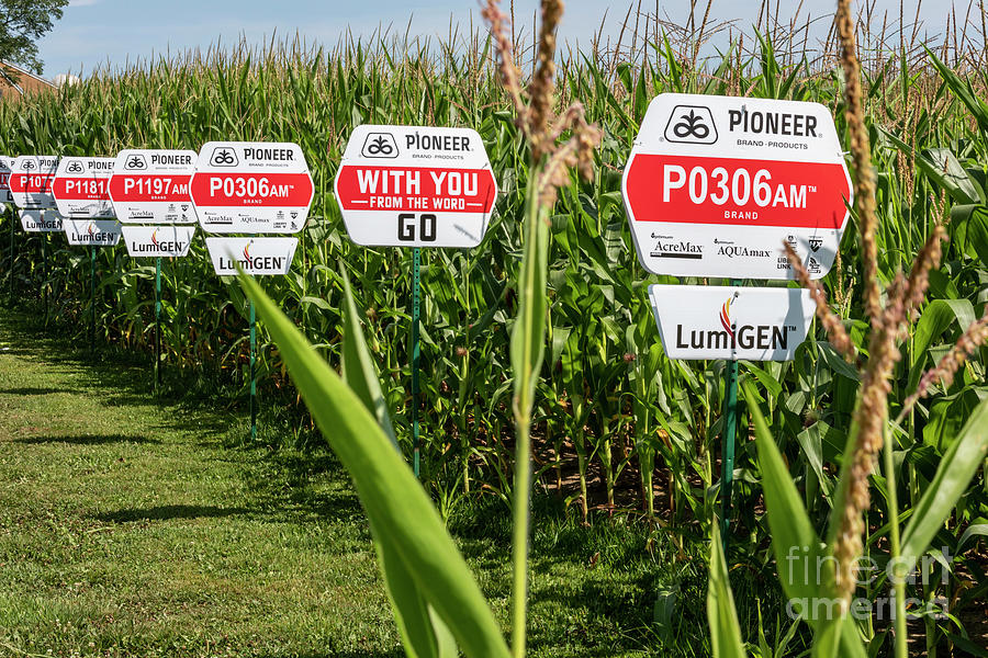 Genetically Modified Corn Crop Photograph by Jim West/science Photo Library