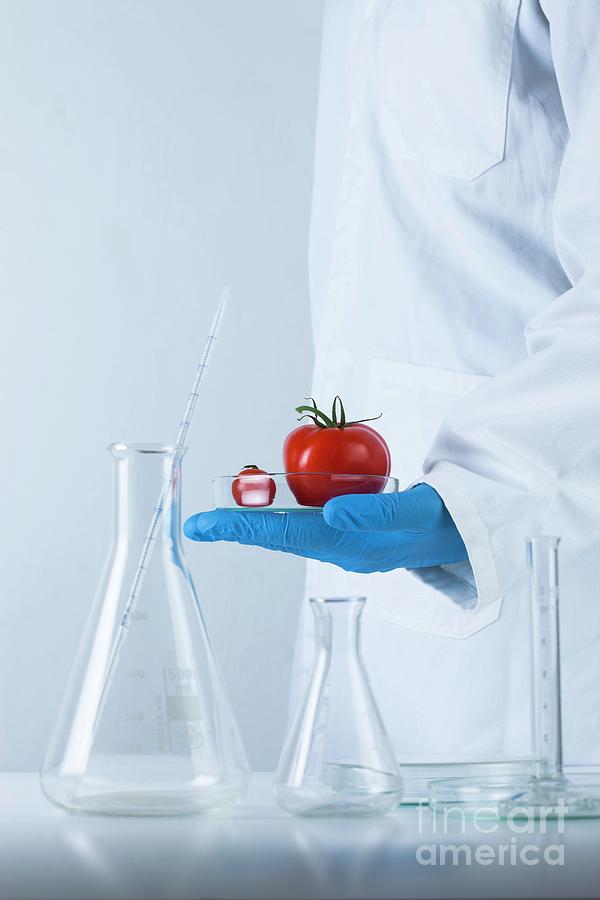 Genetically Modified Food Photograph by Cristina Pedrazzini/science Photo Library