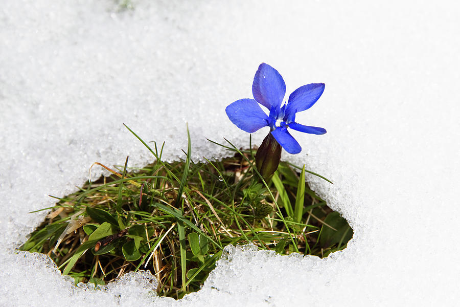 Gentian In Snow Gentiana Verna Upper Bavaria Germany Europe Photograph By Konrad Wothe