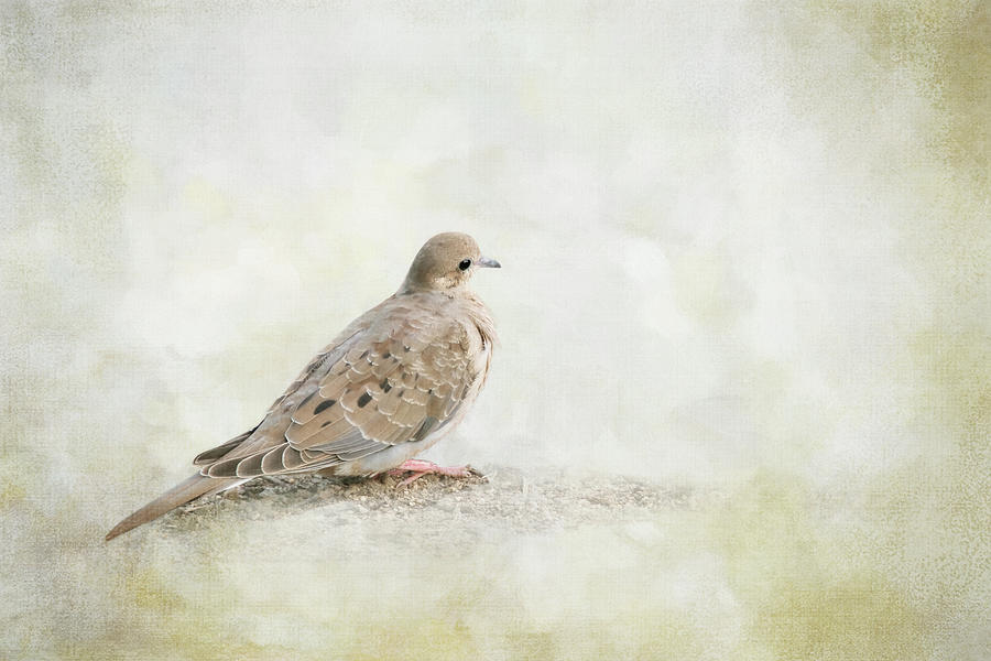 Gentle Dove Digital Art by Terry Davis