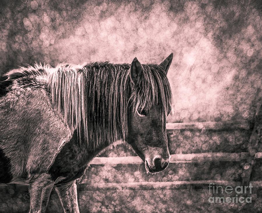 Horse Digital Art - Gentle Friend-Edit this 10 by Lauries Intuitive
