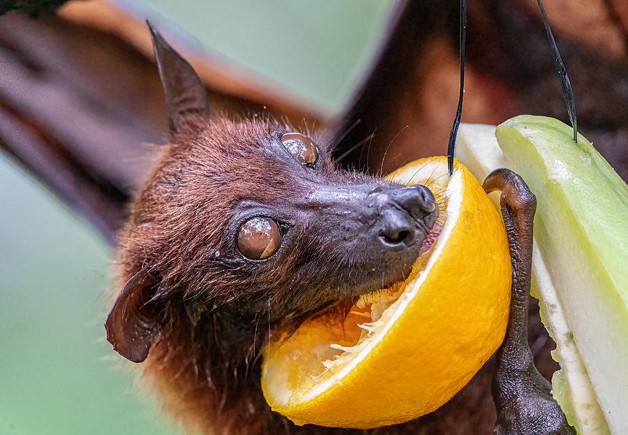 Gentle Fruit Bat Photograph by Joseph Ng - Fine Art America