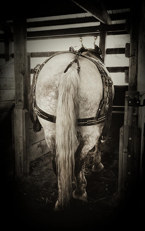 Gentle Giant Draft Horse Photograph by Theresa Tahara