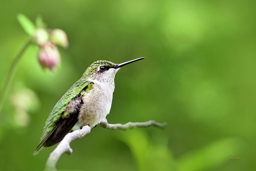 Gentle Hummingbird Photograph by Christina Rollo