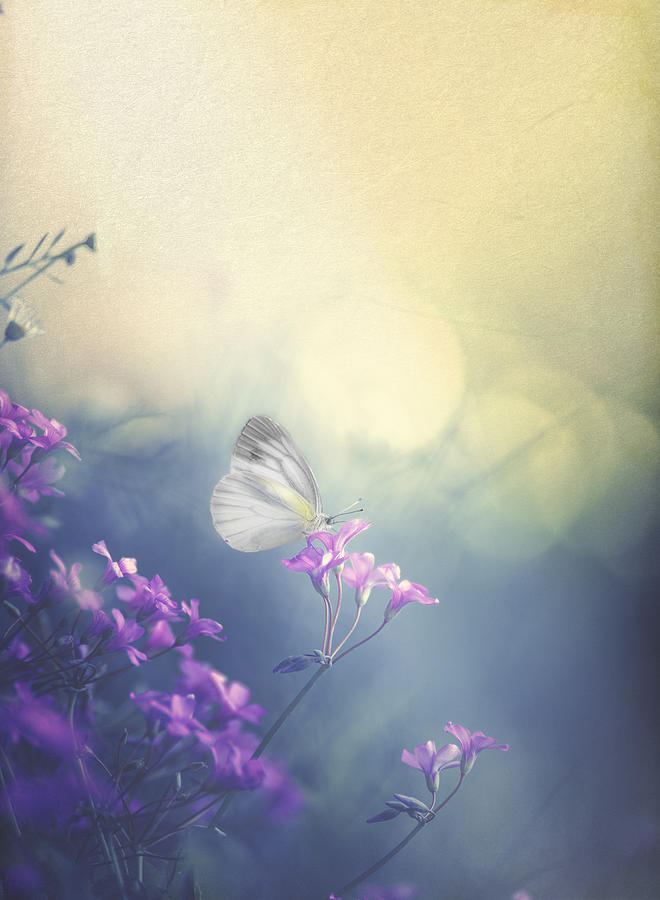 Butterfly Photograph - Gentle Light And Pale Atmosphere by Takashi Suzuki