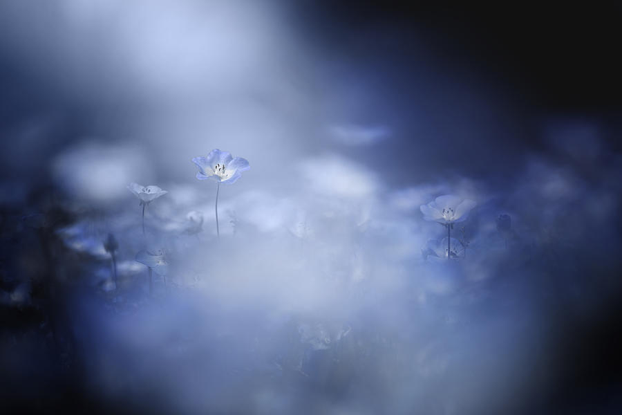 Flower Photograph - Gentle Light by Takashi Suzuki