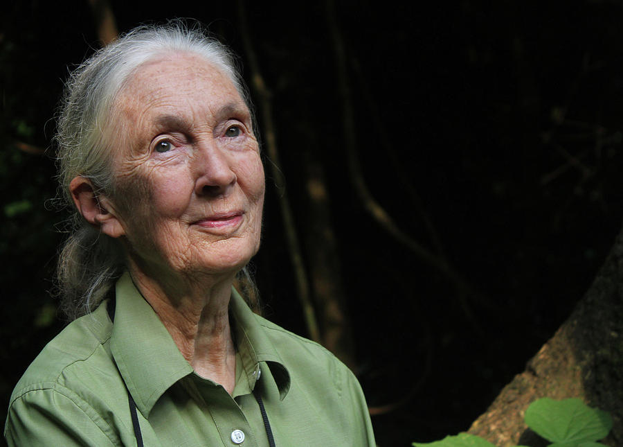 Gentle Photo of Jane Photograph by Jane Goodall Institute Pixels