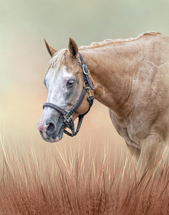 Gentle Spirit by Kelley Parker Gentle Spirit by Kelley Parker
