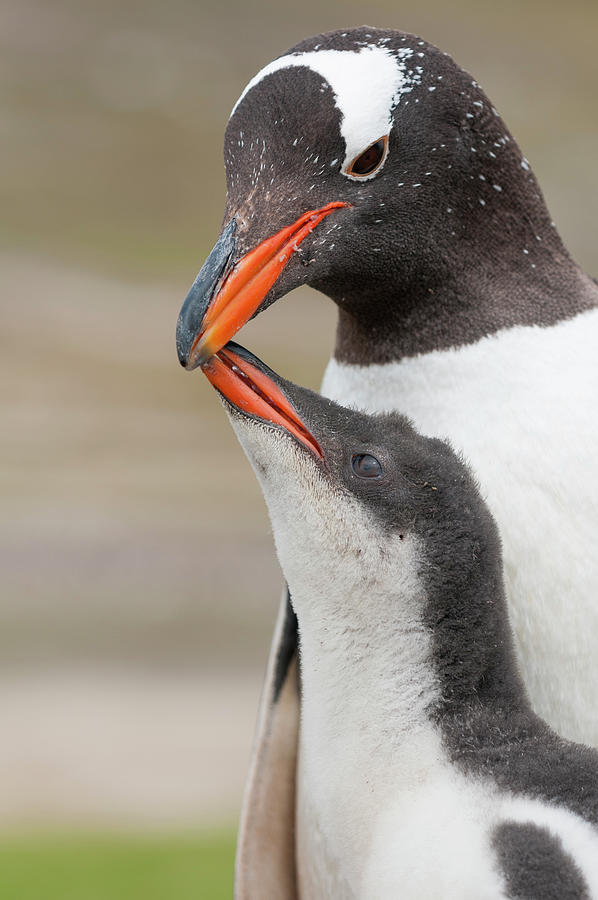 Gentoo Penguin And Begging Chick Photograph by Tui De Roy