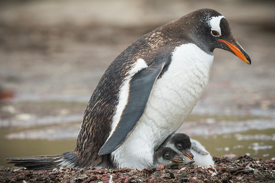 Gentoo Penguin And Chicks On Nest Photograph by Tui De Roy