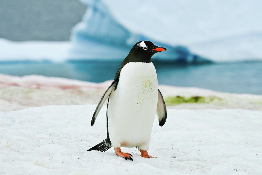 Gentoo penguin Antarctica Photograph by Greg Smith