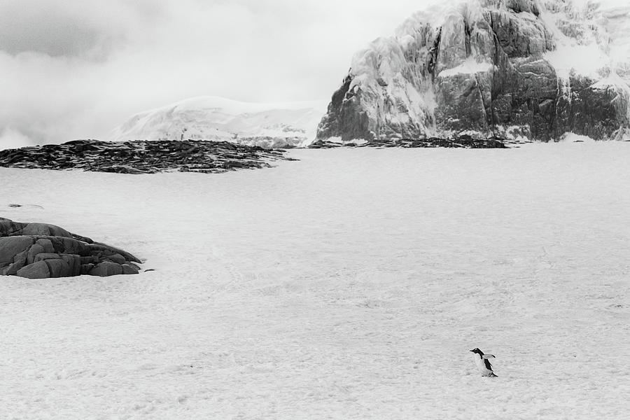 Gentoo Penguin Antarctica Photograph by Lauri Novak