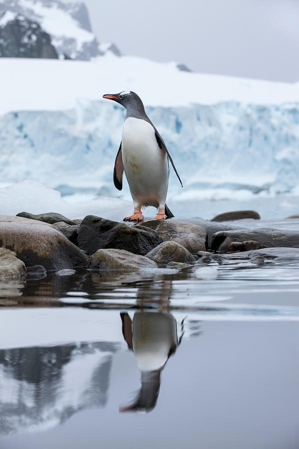 Gentoo Penguin, Antarctica Photograph by Paul Souders