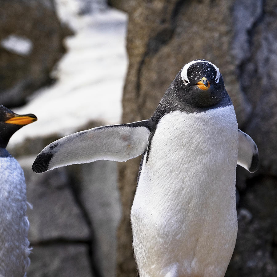 Gentoo Penguin Photograph by Catherine Reading