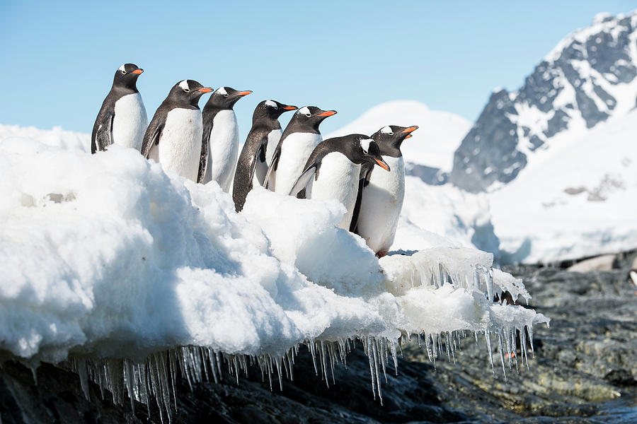 Gentoo Penguin Cuverville Island Antarctic Peninsula Antarctica