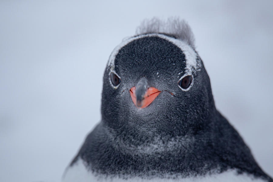 Gentoo Penguin Face Close Up Photograph by Lauri Novak