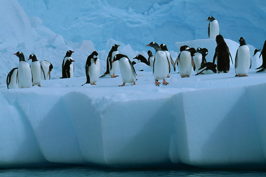 Gentoo Penguin Group On Ice Floe Photograph by Nhpa