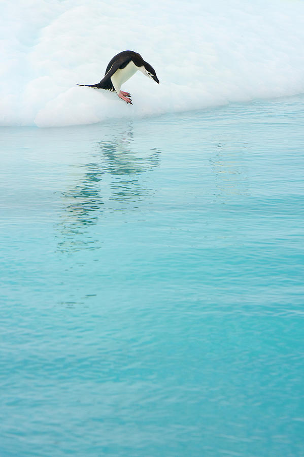 Gentoo Penguin, Iceberg, Antarctic Photograph by Eastcott Momatiuk