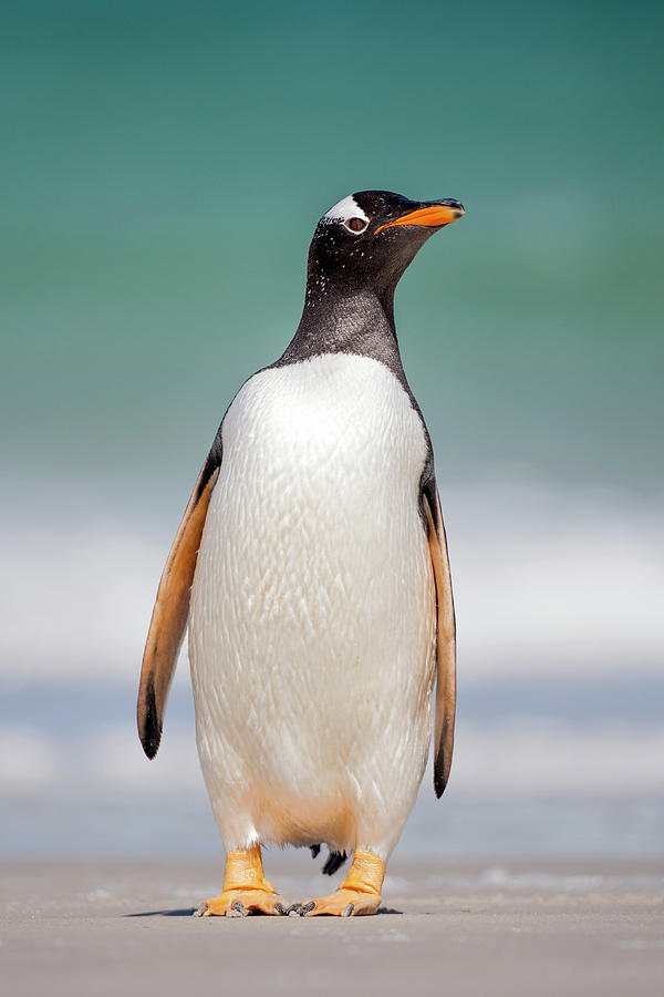 Gentoo Penguin In Falklands Photograph by Heike Odermatt