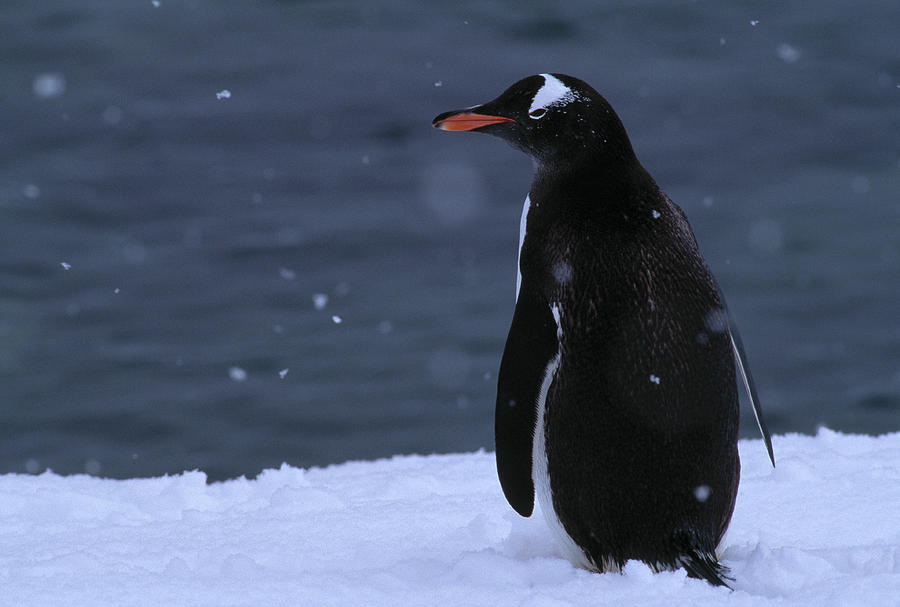 Gentoo Penguin In Snow Pygoscelis Papua Photograph by Nhpa