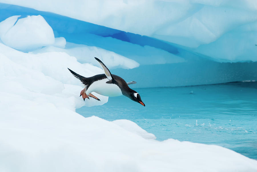 penguin jumping