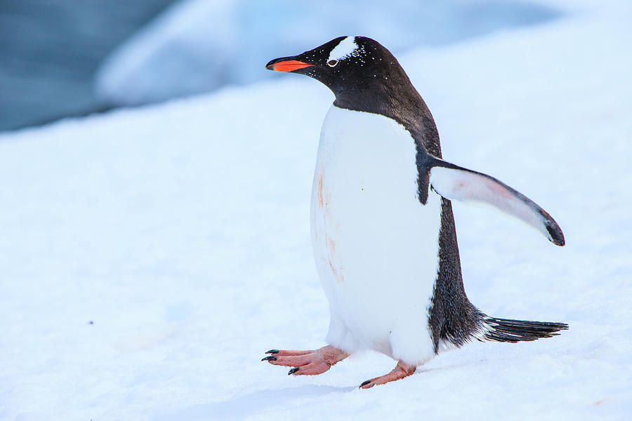 Gentoo Penguin Photograph by Kelly Cheng Travel Photography