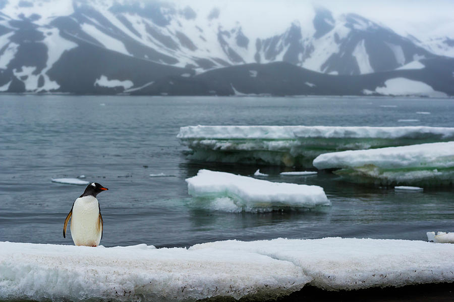 Gentoo Penguin Photograph by Michael Leggero